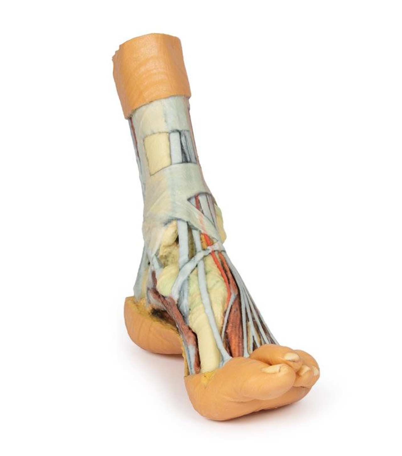 3D printed foot. Full view. Exposed muscles, tendons, ligaments, and bones.