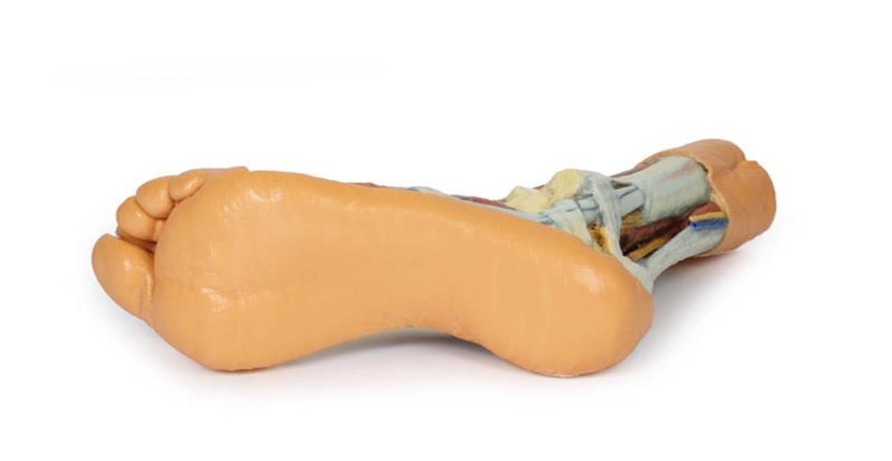 3D printed foot. Full view. Exposed muscles, tendons, ligaments, and bones. Bottom angle.