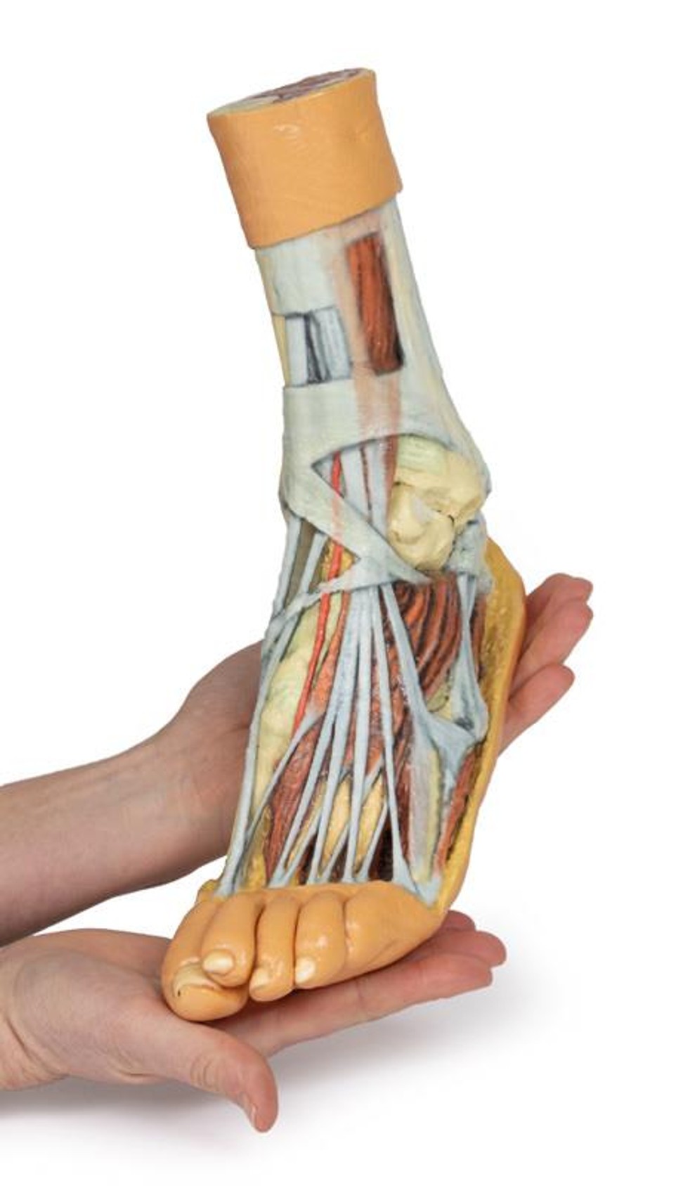 3D printed foot. Full view. Exposed muscles, tendons, ligaments, and bones. In hand.