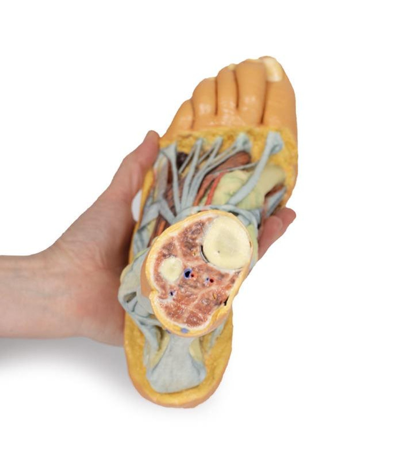 3D printed foot. Full view. Exposed muscles, tendons, ligaments, and bones. In hand.