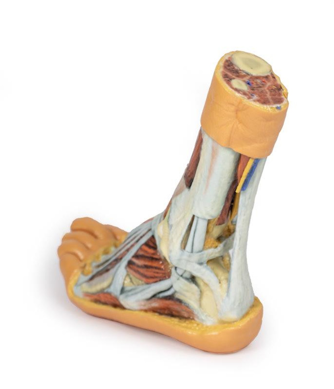 3D printed foot. Full view. Exposed muscles, tendons, ligaments, and bones. Back angle.