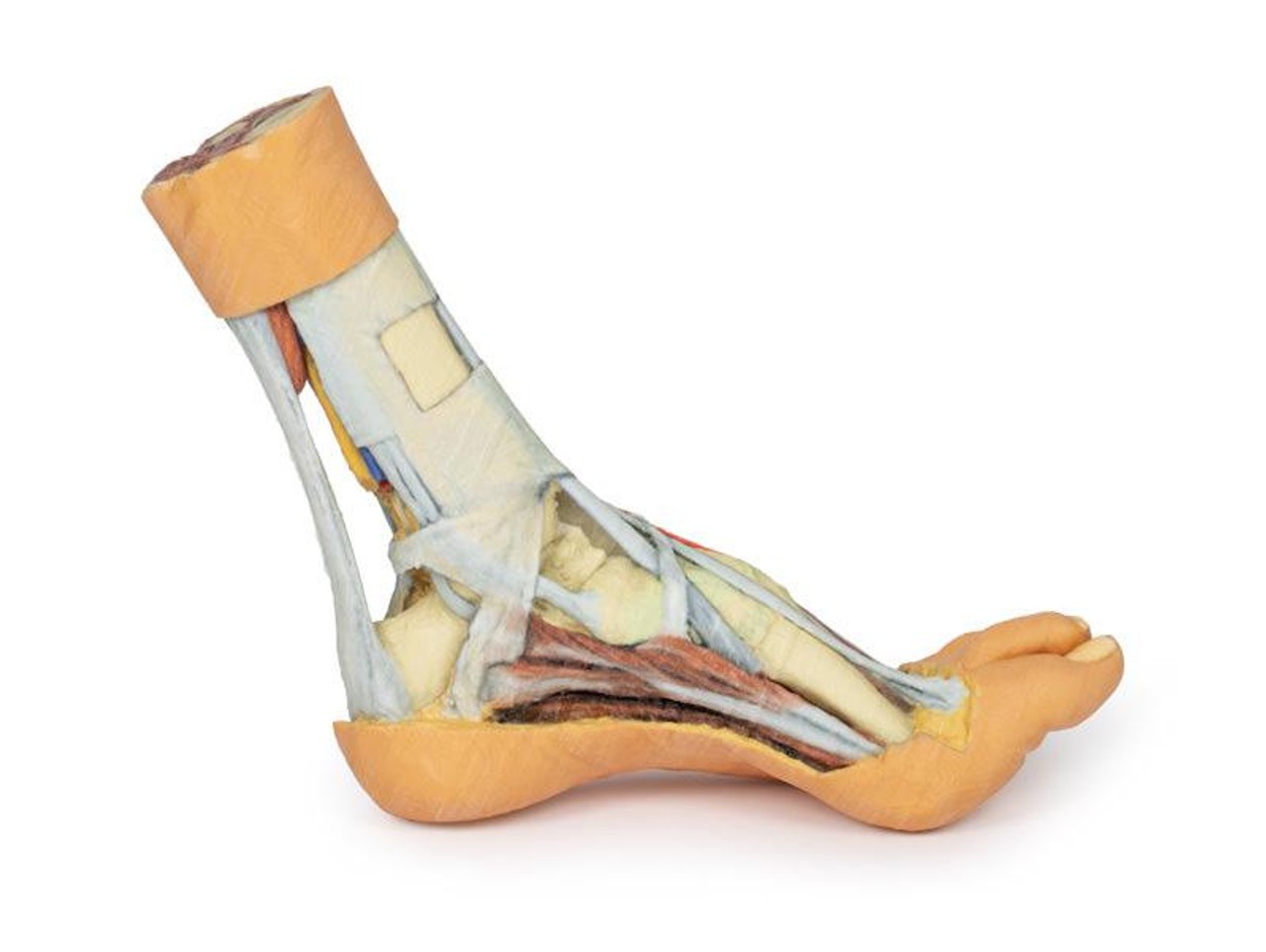3D printed foot. Full view. Exposed muscles, tendons, ligaments, and bones. Side angle.