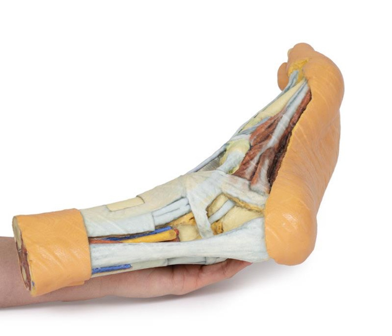 3D printed foot. Full view. Exposed muscles, tendons, ligaments, and bones. In hand.