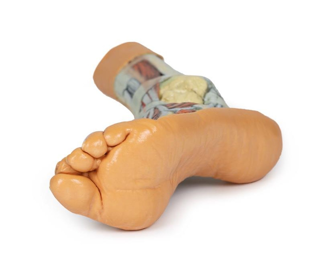 3D printed foot. Full view. Exposed muscles, tendons, ligaments, and bones. Bottom angle.