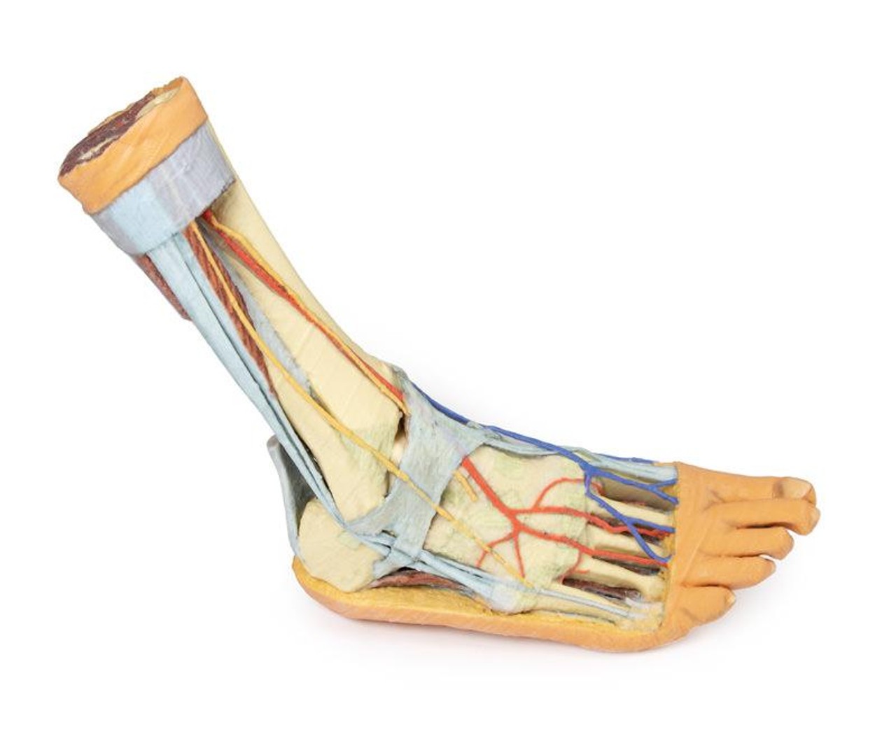3D printed foot. Full view. Exposed bone, arteries, and veins.