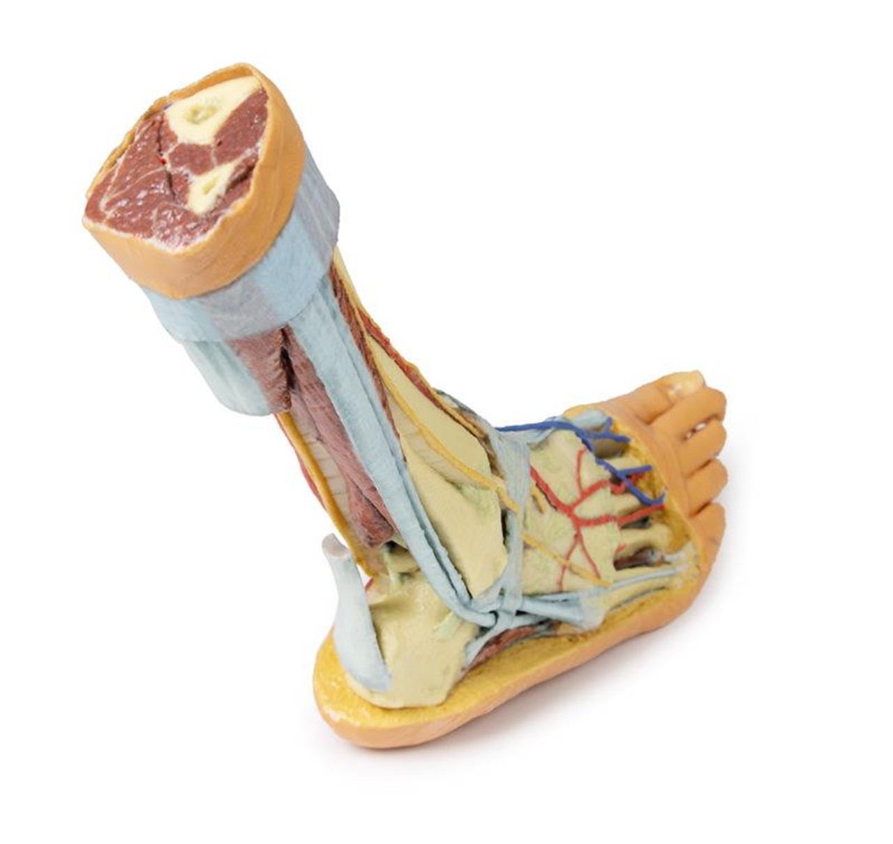 3D printed foot. Full view. Exposed bone, arteries, and veins. Side angle.