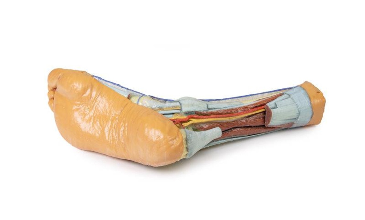 3D printed foot. Full view. Exposed bone, arteries, and veins. Bottom angle.