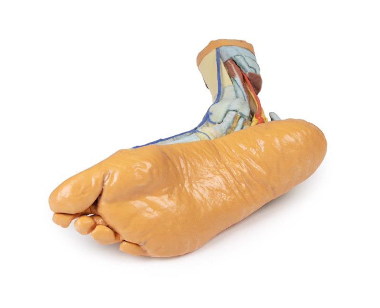 3D printed foot. Full view. Exposed bone, arteries, and veins. Bottom angle.