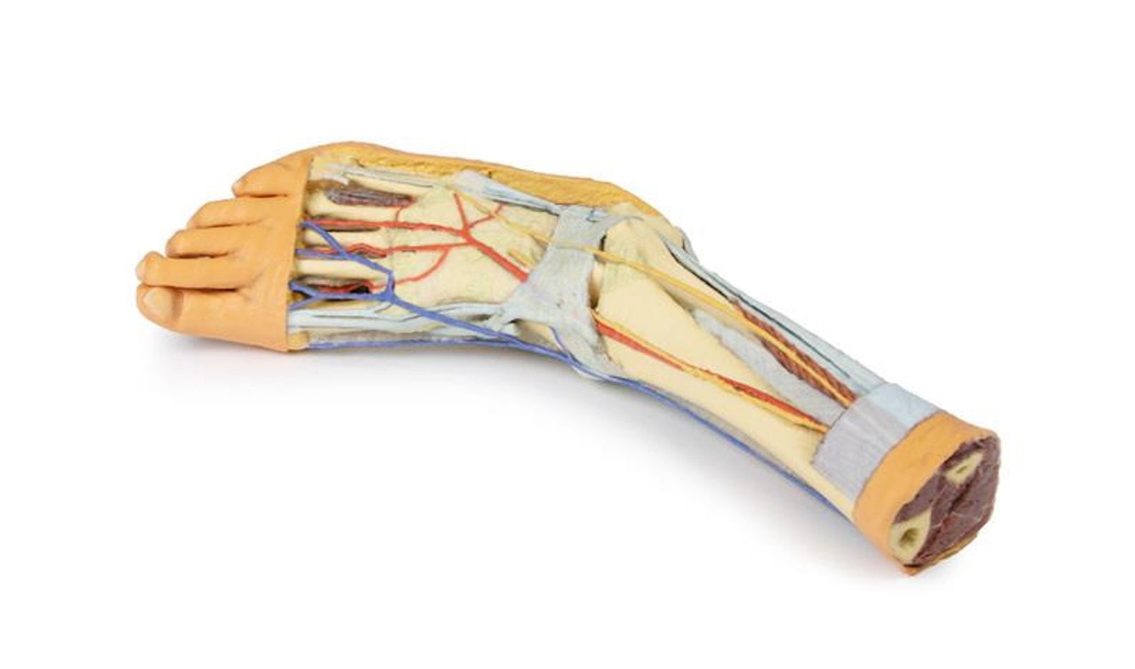 3D printed foot. Full view. Exposed bone, arteries, and veins. Top angle.