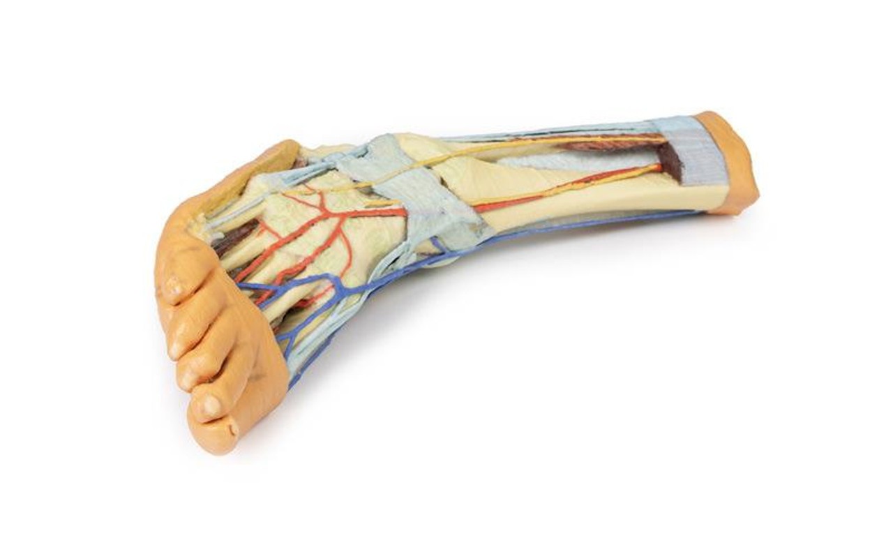 3D printed foot. Full view. Exposed bone, arteries, and veins.