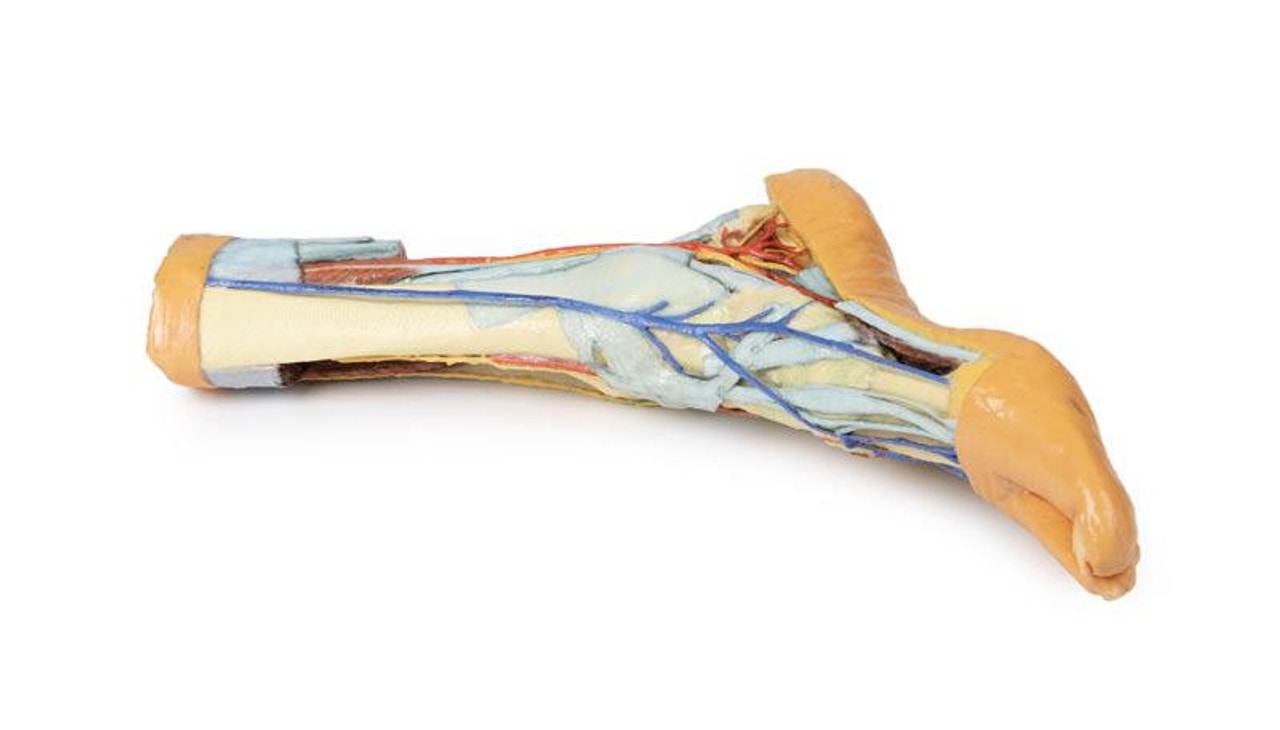 3D printed foot. Full view. Exposed bone, arteries, and veins. Side angle.
