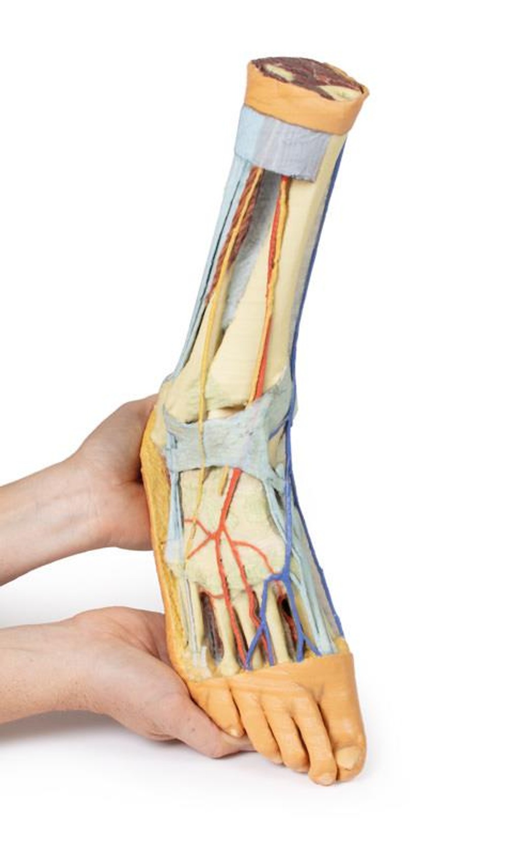 3D printed foot. Full view. Exposed bone, arteries, and veins. In hand.