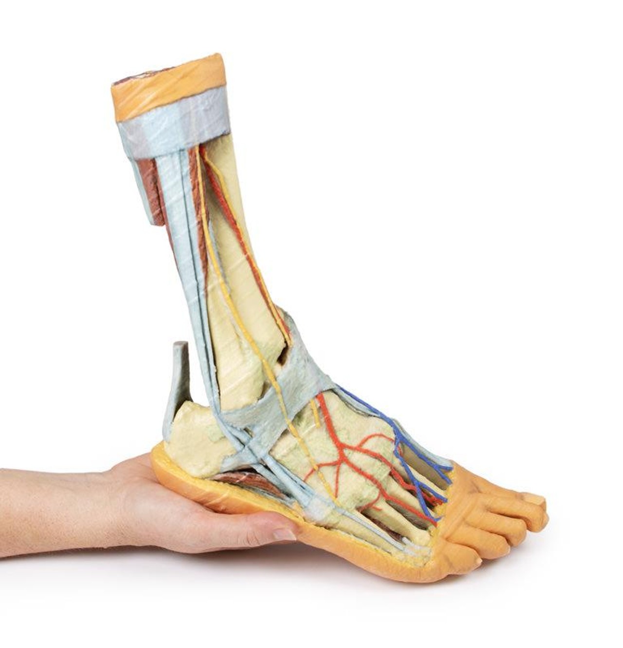 3D printed foot. Full view. Exposed bone, arteries, and veins. In hand.