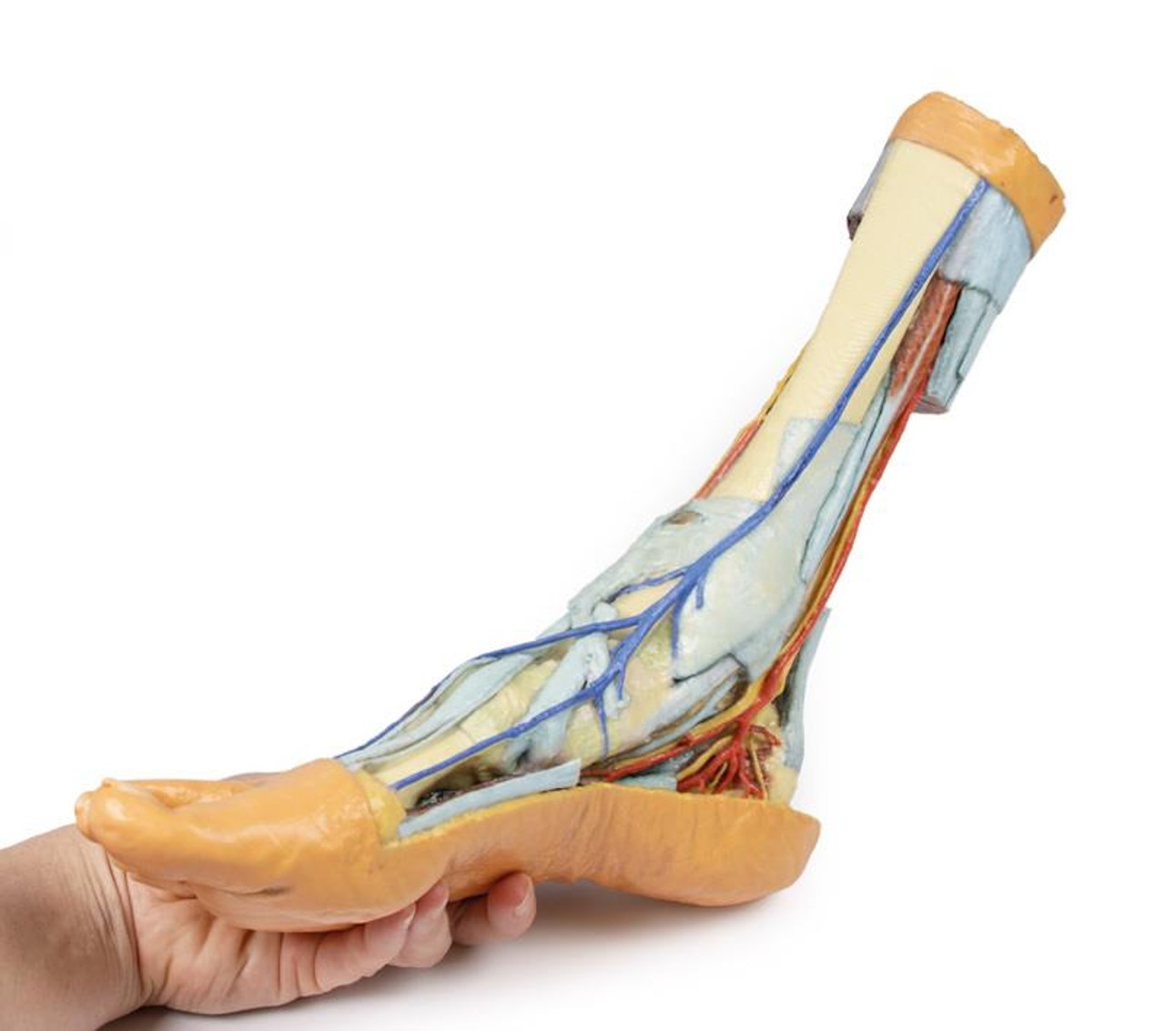 3D printed foot. Full view. Exposed bone, arteries, and veins. In hand.