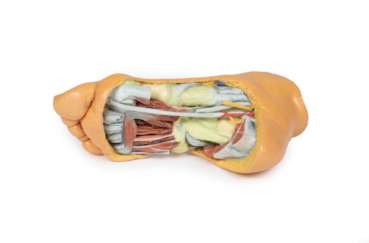 3D printed foot. Full view. Exposed veins, arteries, muscles, and bone.