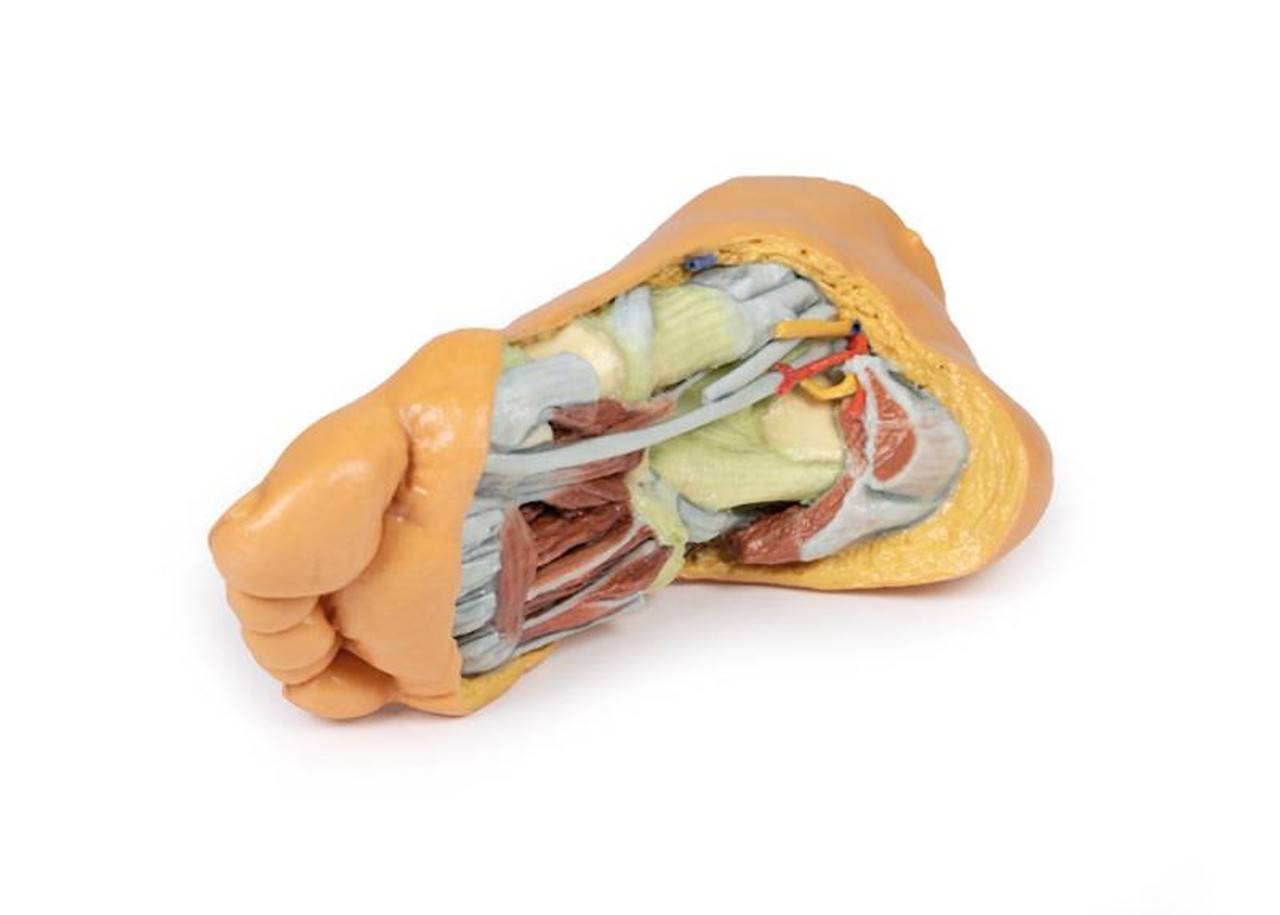 3D printed foot. Full view. Exposed veins, arteries, muscles, and bone.
