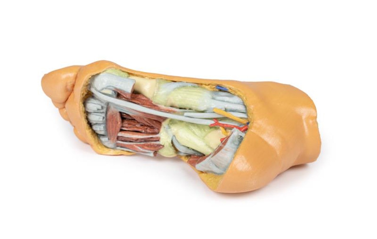 3D printed foot. Full view. Exposed veins, arteries, muscles, and bone.