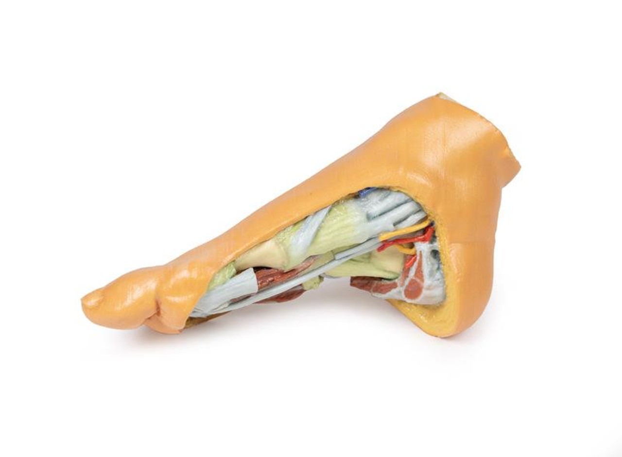 3D printed foot. Full view. Exposed veins, arteries, muscles, and bone. Side angle.