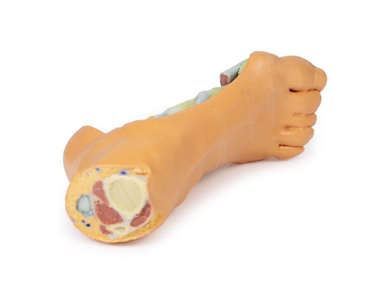 3D printed foot. Full view. Exposed veins, arteries, muscles, and bone. Top angle.