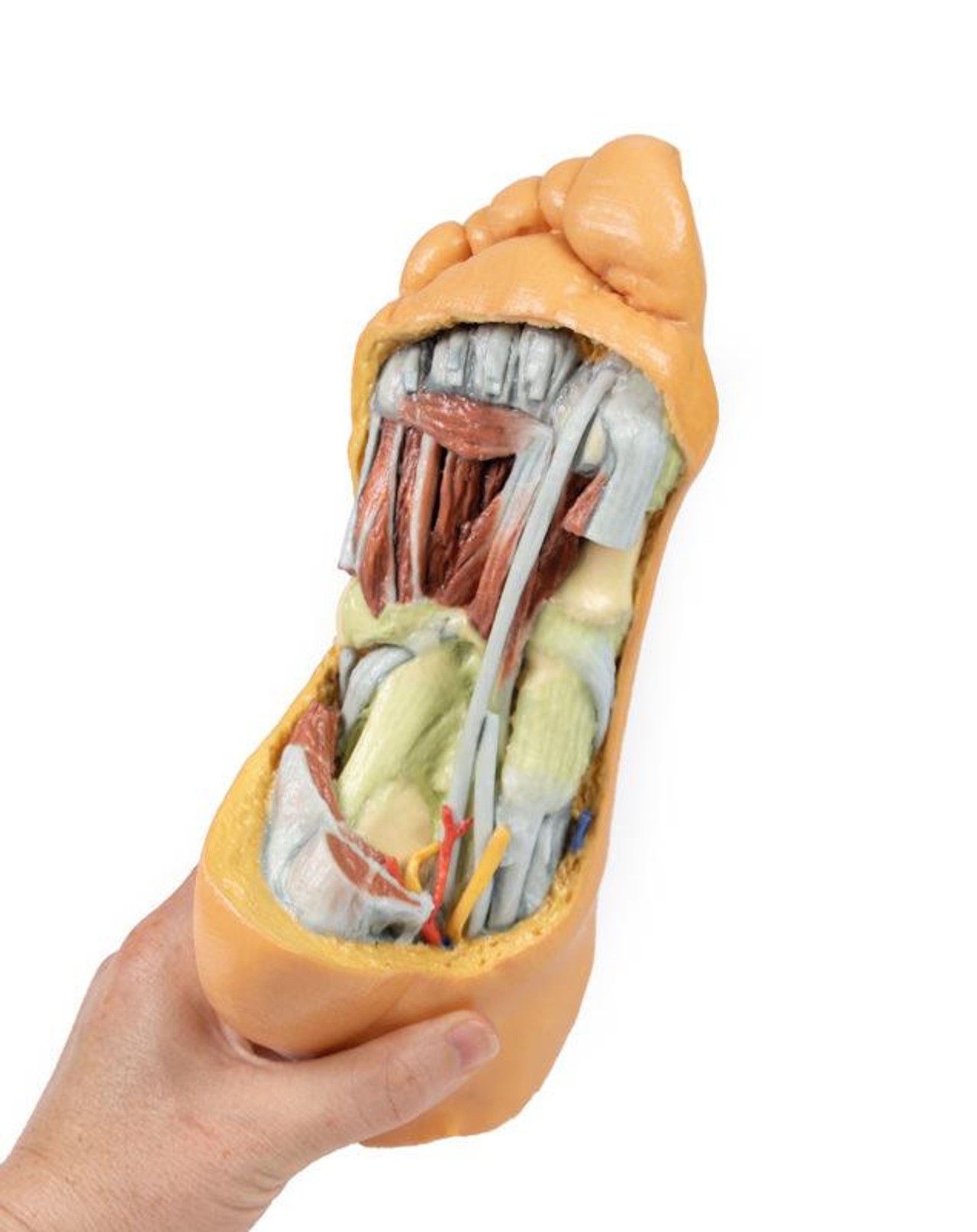 3D printed foot. Full view. Exposed veins, arteries, muscles, and bone. In hand.