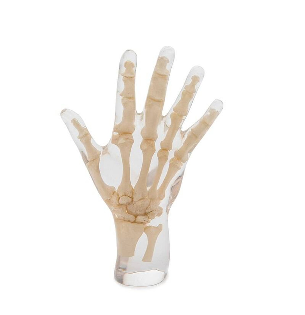 X-Ray Phantom Hand, Transparent