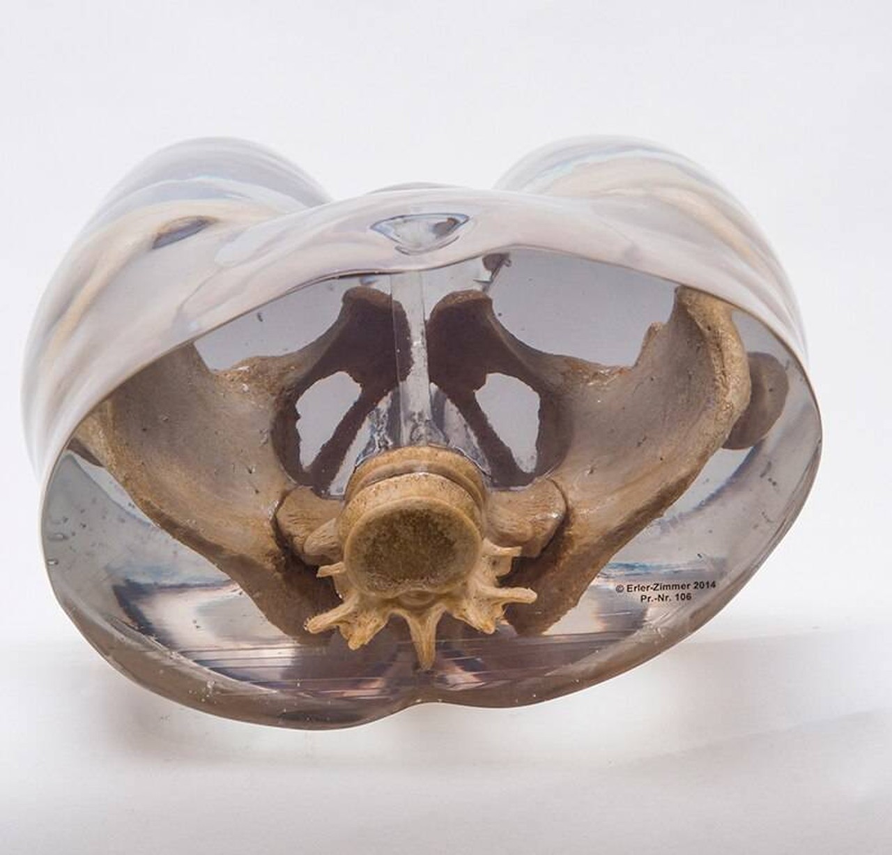 X-Ray Phantom Pelvis, Transparent