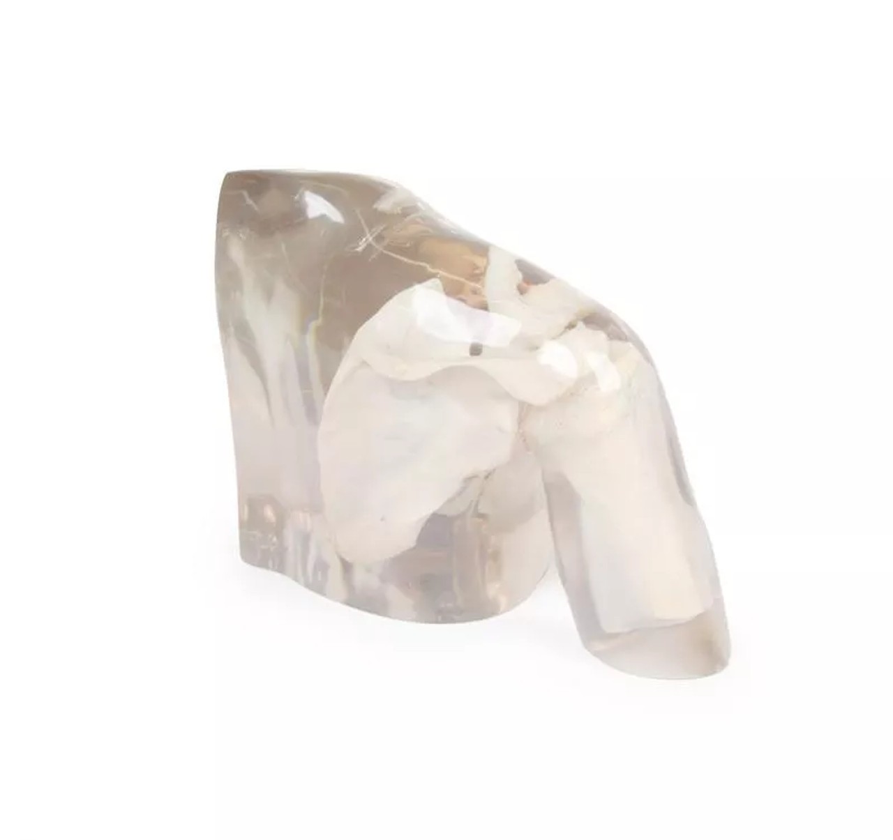 X-Ray Phantom Shoulder, Transparent