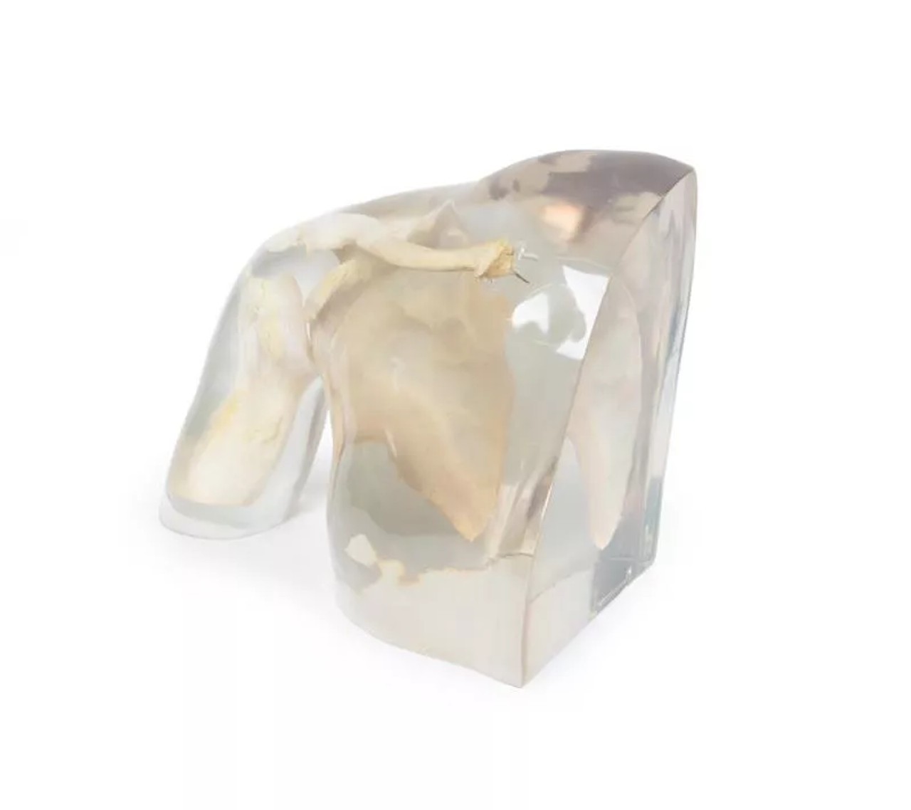 X-Ray Phantom Shoulder, Transparent