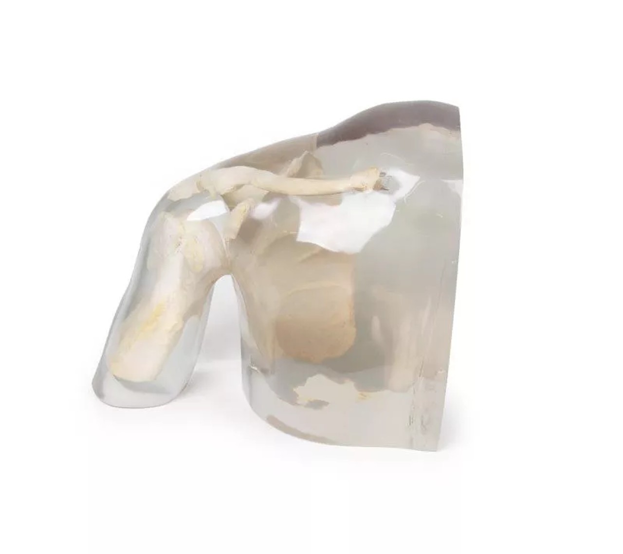 X-Ray Phantom Shoulder, Transparent