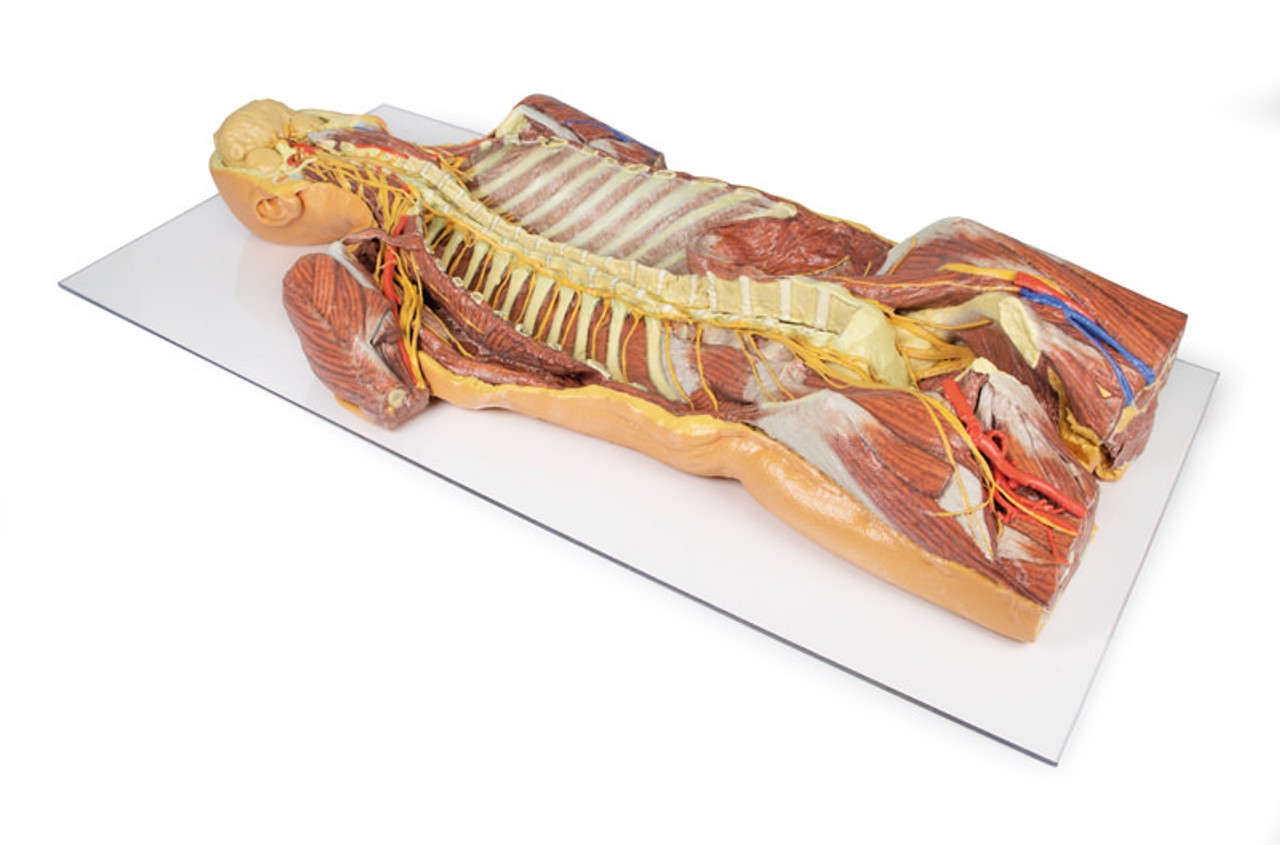 3D Printed Ventral Deep Dissection - Posterior Body Wall