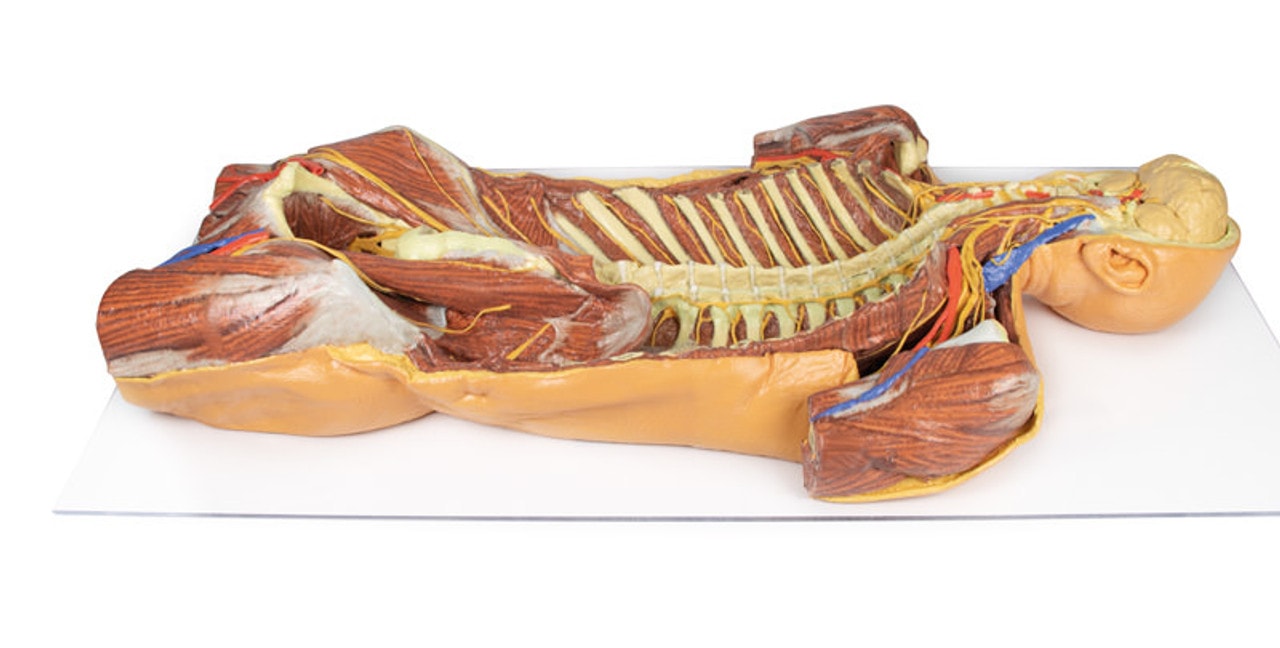 3D Printed Ventral Deep Dissection - Posterior Body Wall