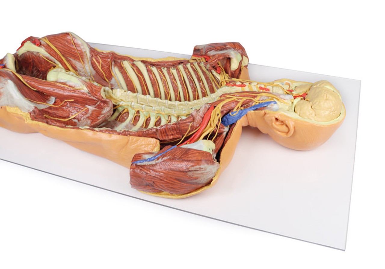 3D Printed Ventral Deep Dissection - Posterior Body Wall
