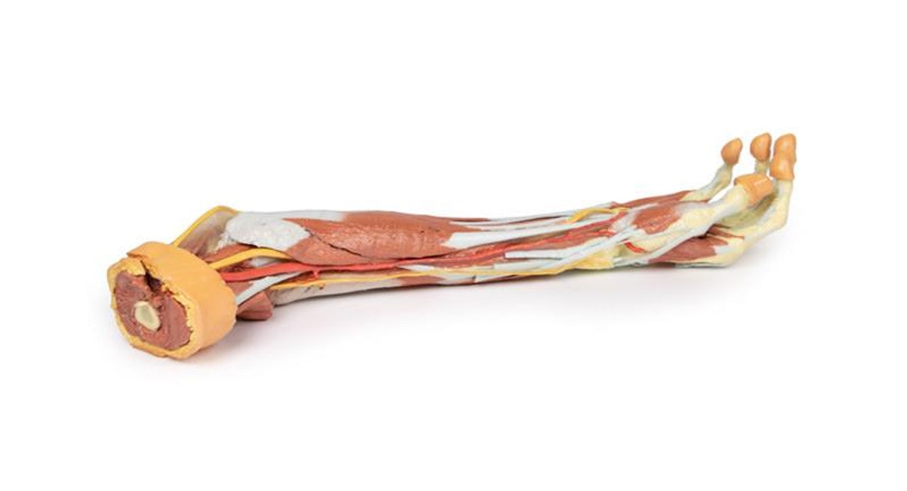 3D printed forearm and hand. Full view. Exposed veins, arteries, bones, and muscles. Bottom angle.