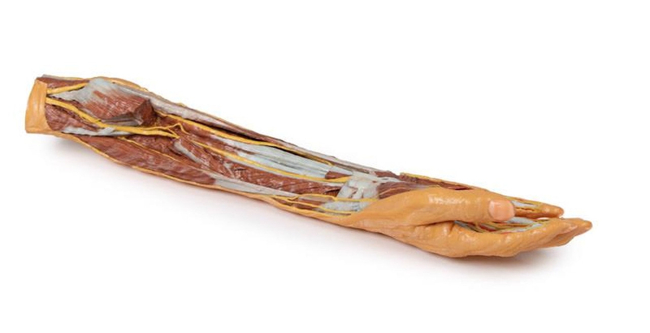 3D printed forearm and hand. Full view. Exposed muscle, bone, and nerves. Bottom angle.