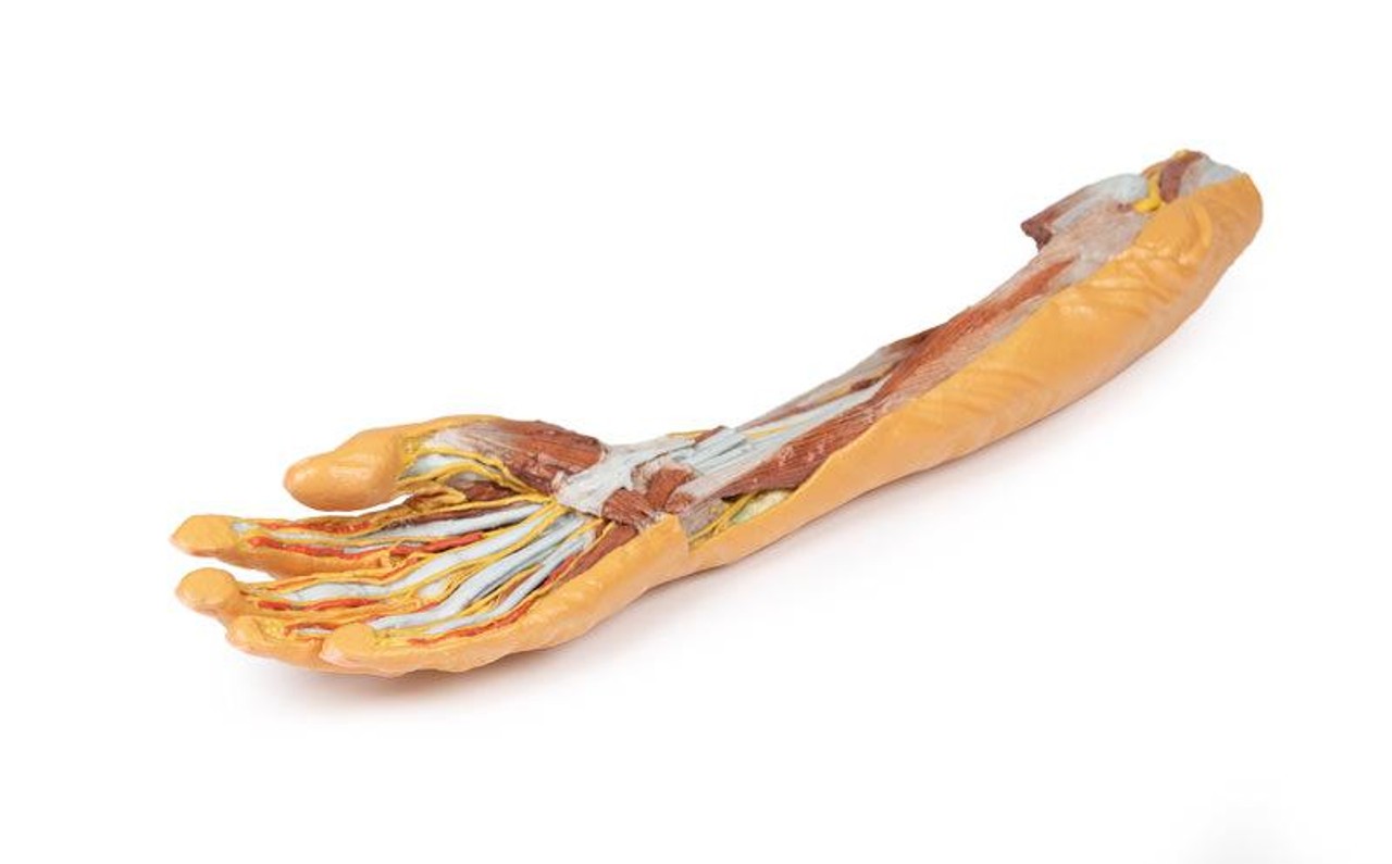 3D printed forearm and hand. Full view. Exposed muscle, bone, and nerves. Bottom angle.