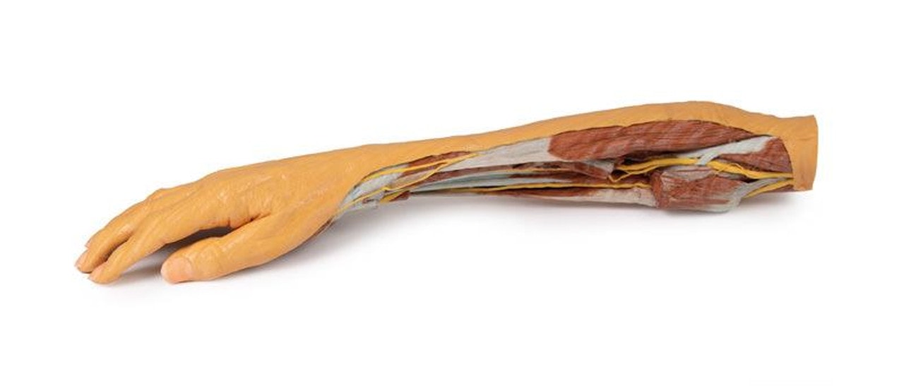3D printed forearm and hand. Full view. Exposed muscle, bone, and nerves. Top angle.