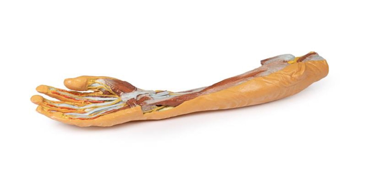 3D printed forearm and hand. Full view. Exposed muscle, bone, and nerves. Bottom angle.