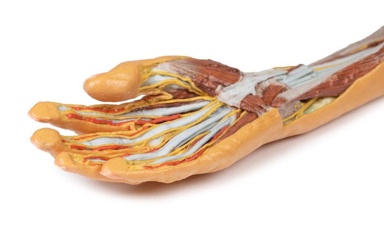 3D printed forearm and hand. Hand close up. Exposed muscle, bone, and nerves.