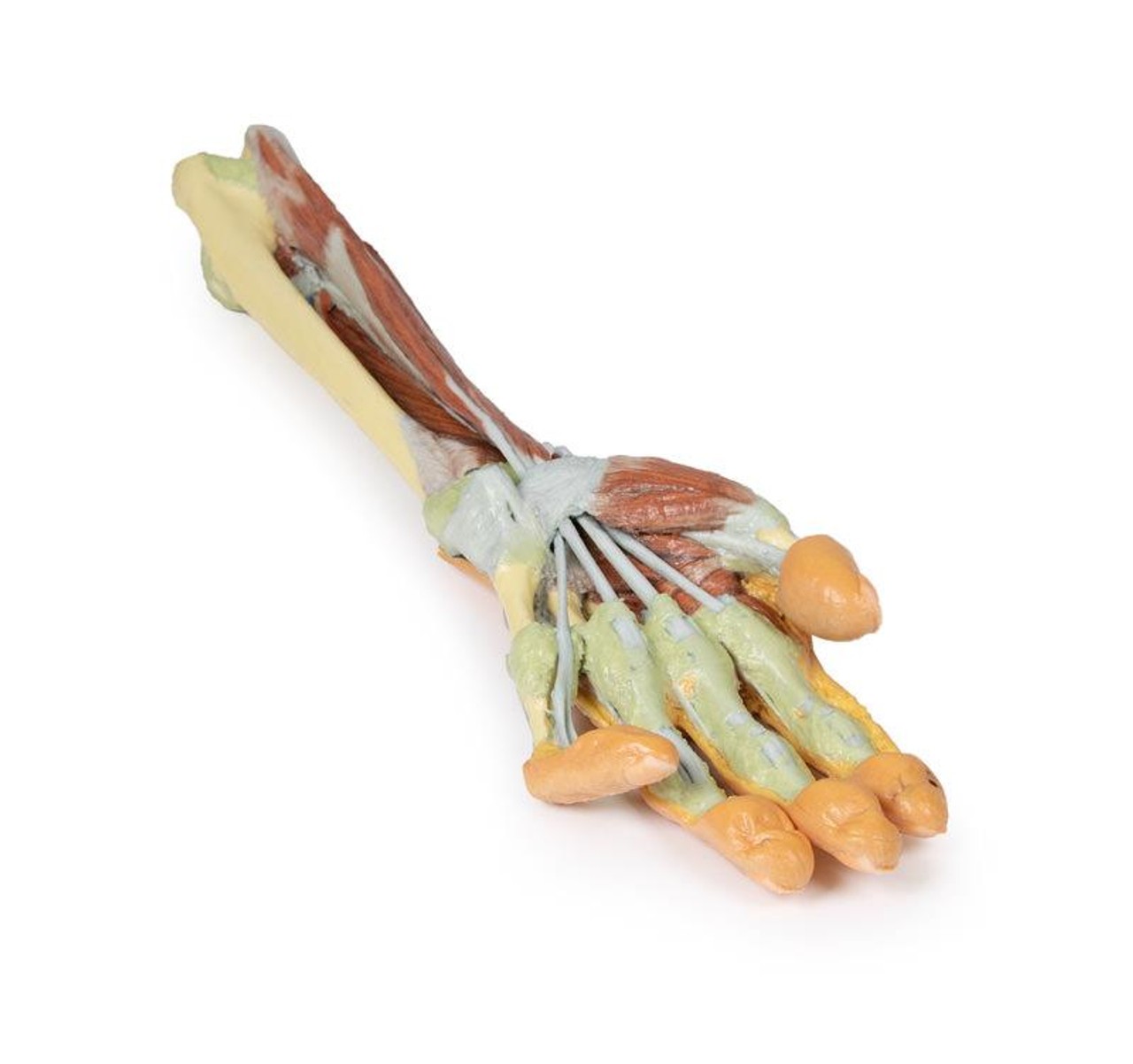3D printed forearm and hand. Full view. Exposed muscle and bone. Bottom angle.