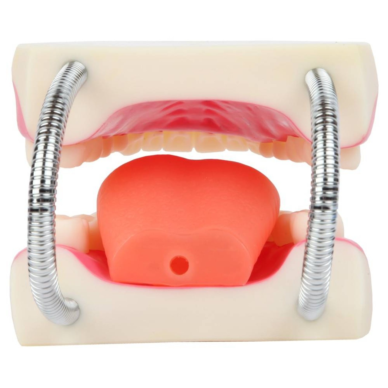 Axis Scientific Tooth Brushing Model, 3 Times Enlarged with Giant Brush features a maneuverable tongue for dental hygiene and oral speech production learning
