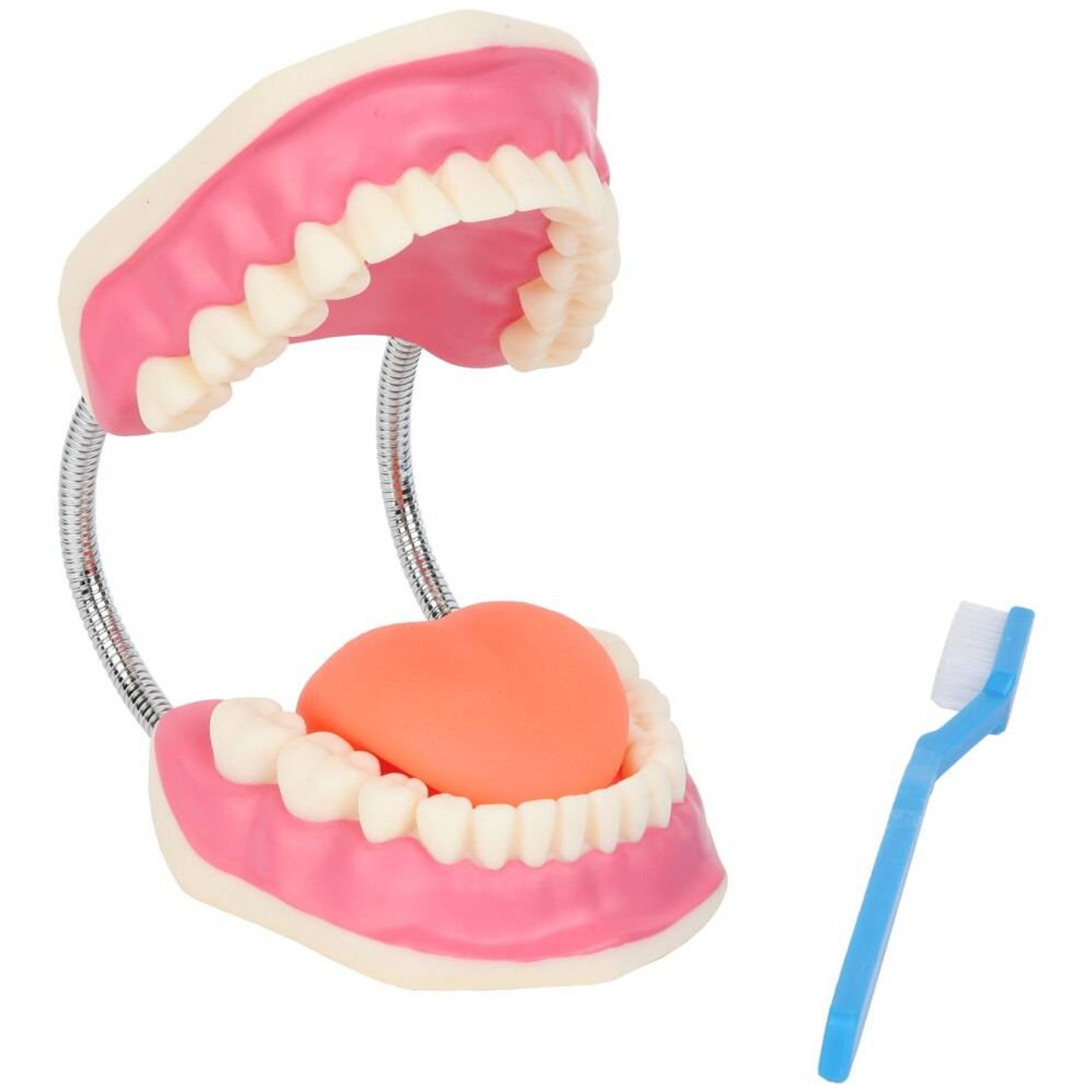 Axis Scientific 3x Enlarged Mouth Model with Toothbrush
