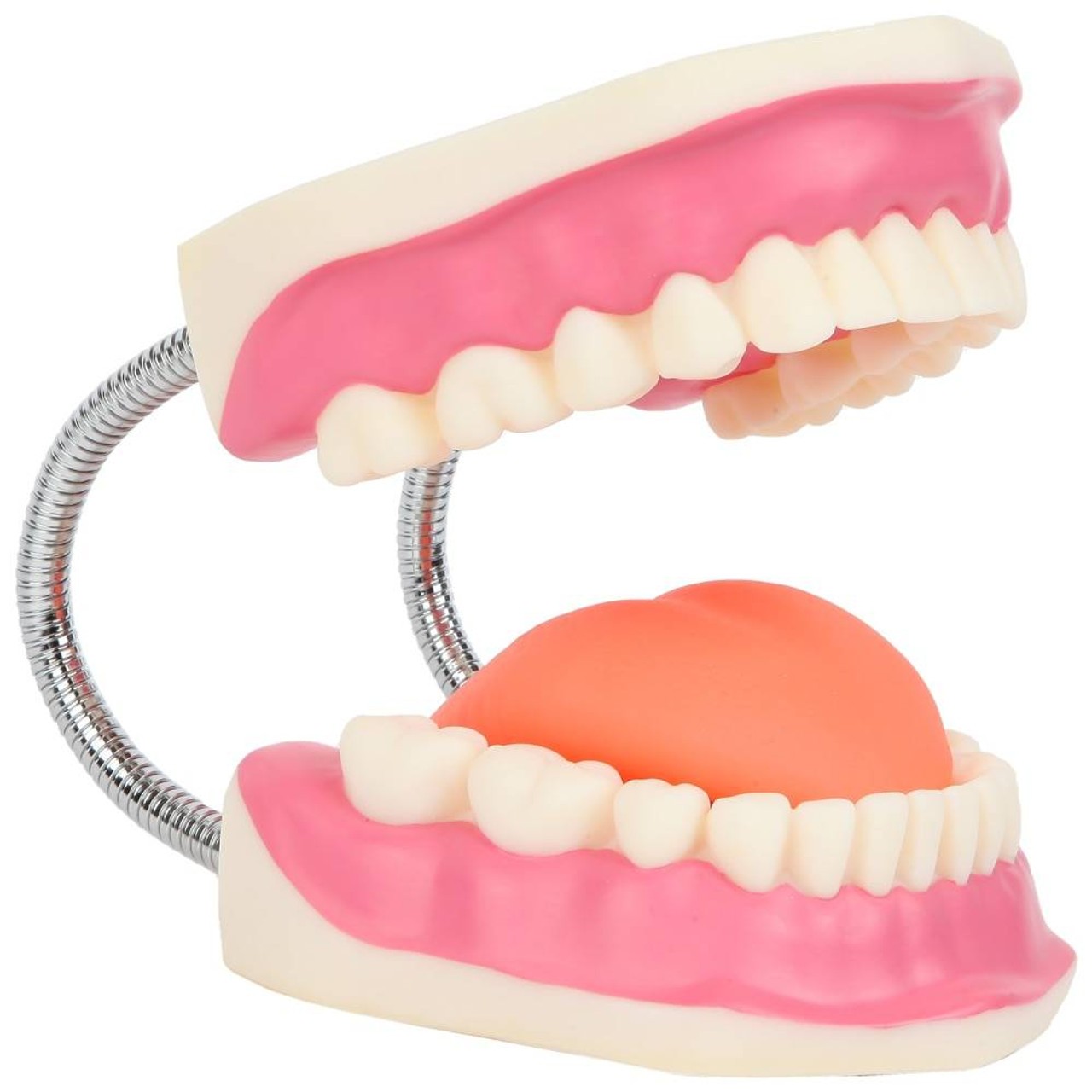 Axis Scientific Tooth Brushing Model for teaching
