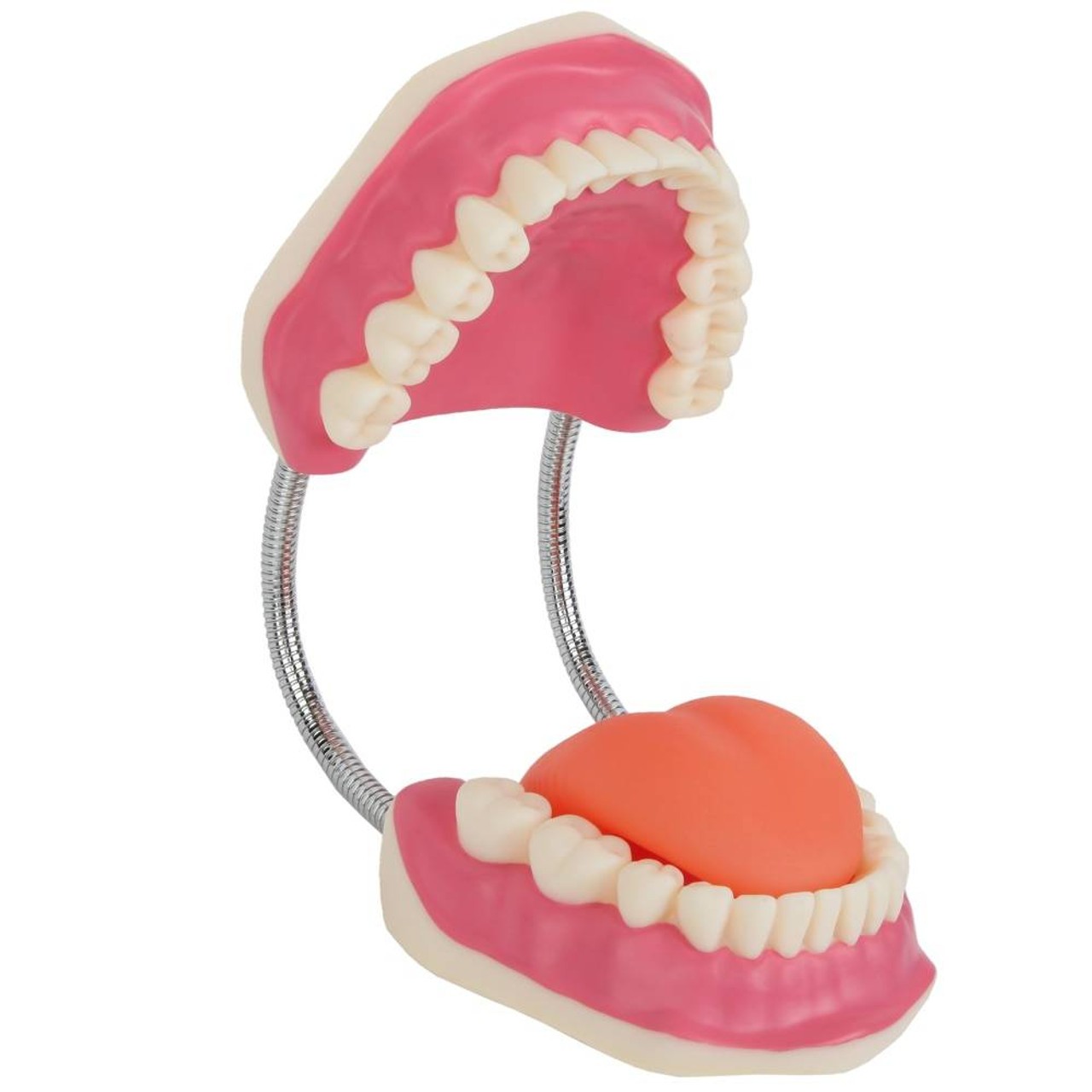 Axis Scientific Tooth Brushing Model, 3 Times Enlarged with Giant Brush is hinged