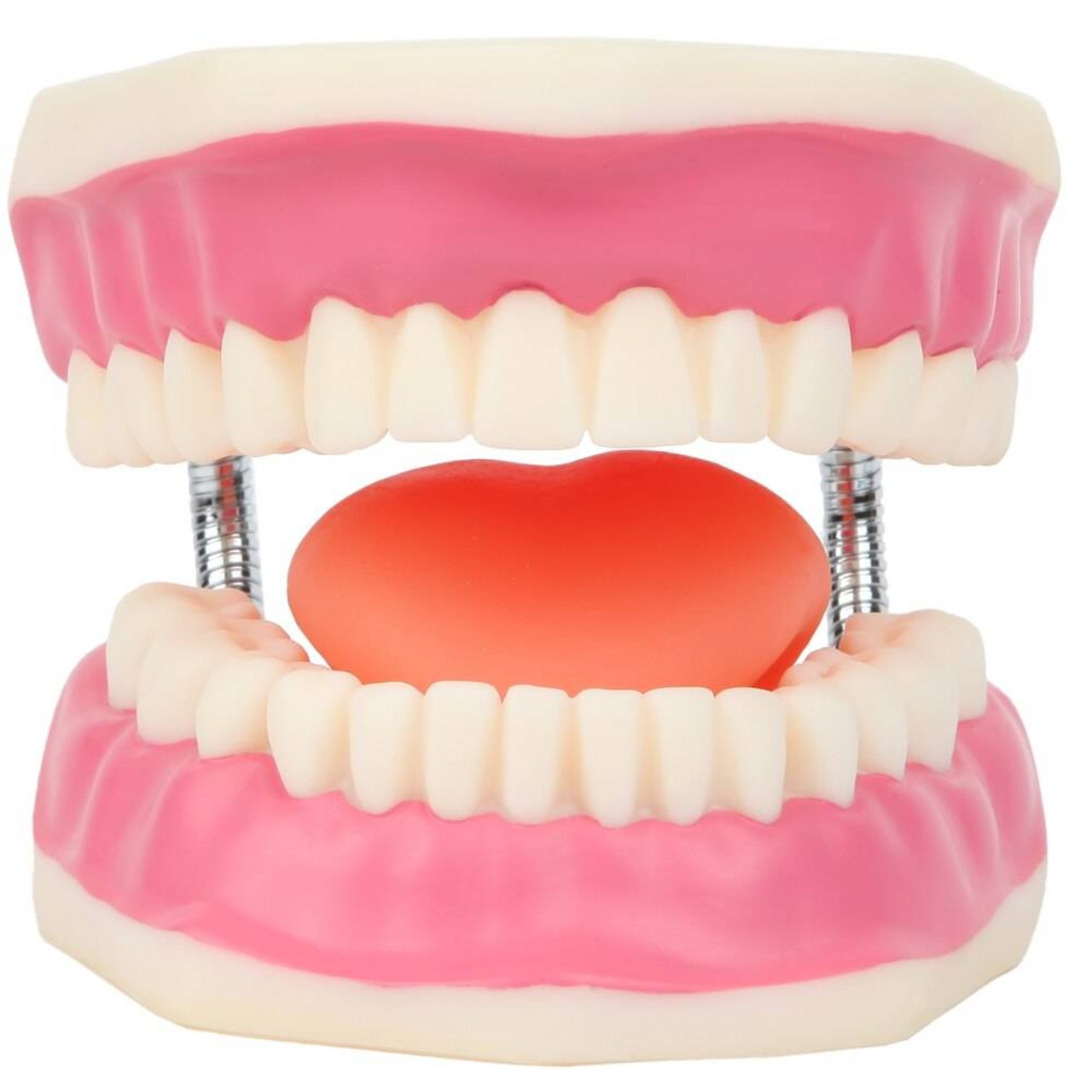 Axis Scientific Tooth Brushing Model is 3 times life-sized