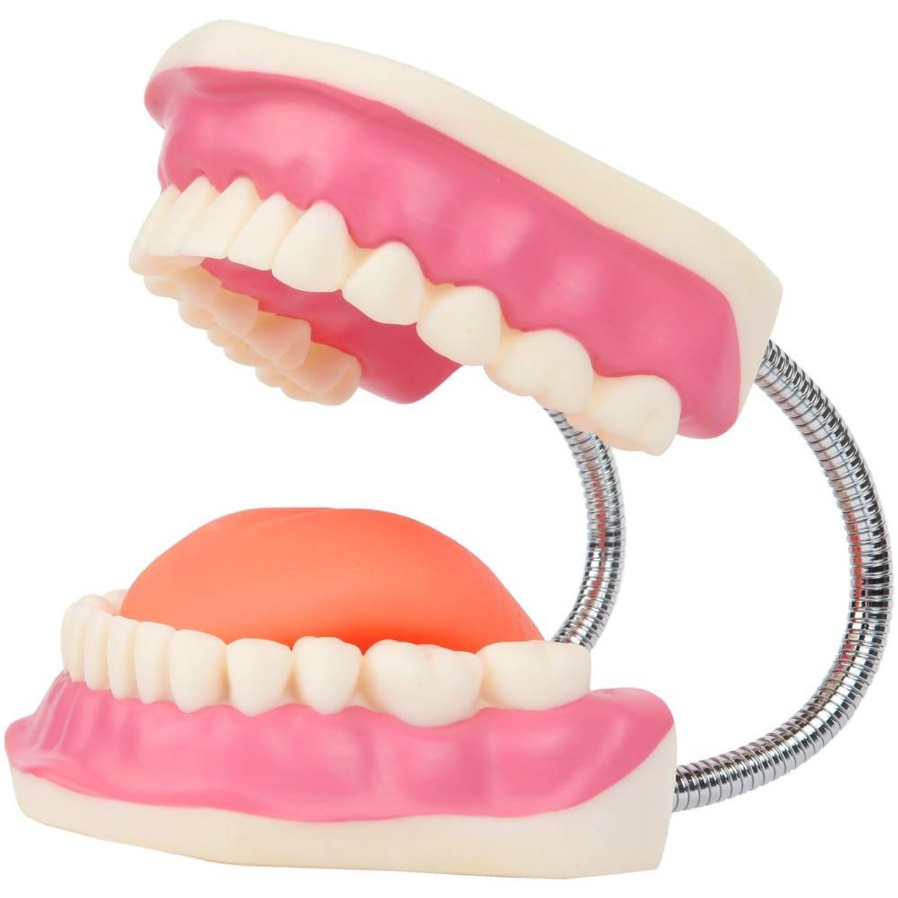 Axis Scientific Tooth Brushing Model, 3 Times Enlarged with Giant Brush side view
