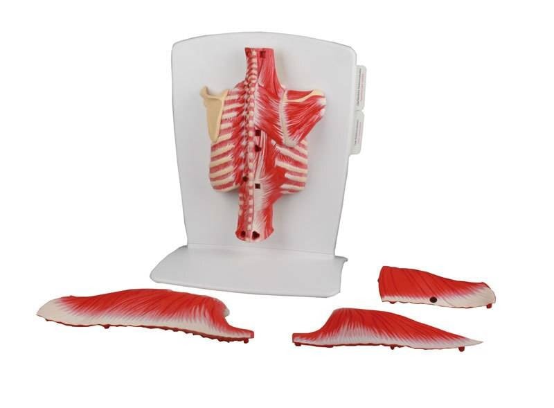 Erler-Zimmer 4-Part Back Muscle Model | Anatomy Warehouse