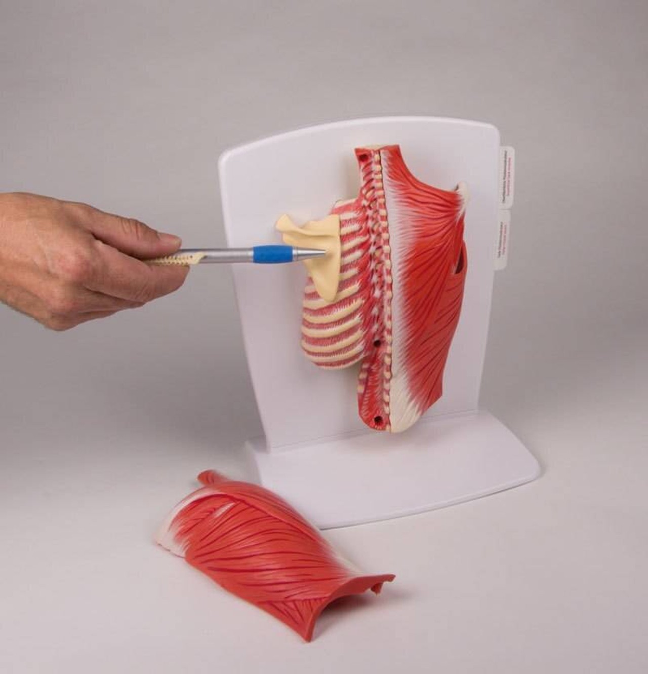 4-Part Back Muscle Model