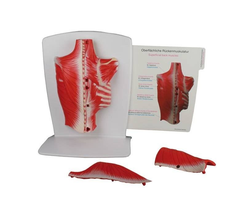 Erler-Zimmer 4-Part Back Muscle Model | Anatomy Warehouse