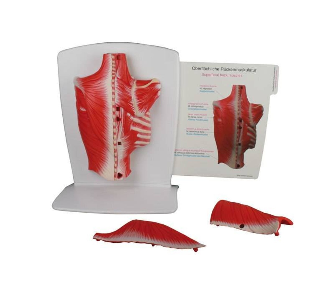 4-Part Back Muscle Model