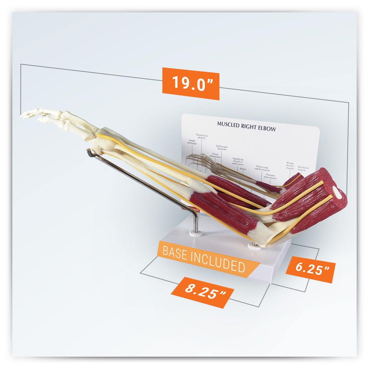 Muscled Elbow Joint Anatomy Model - education card